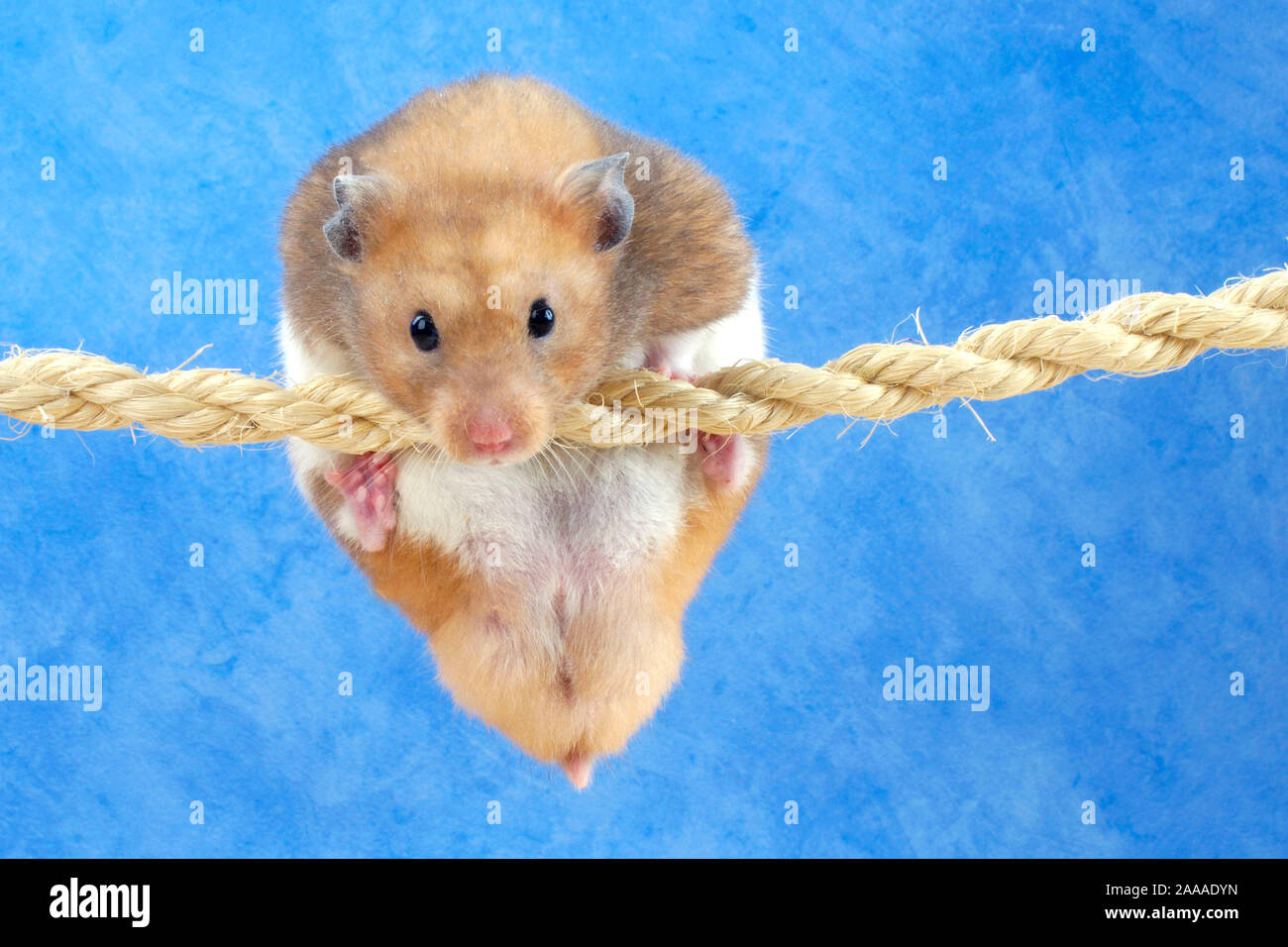 Golden Hamster climbing on rope / (Mesocricetus auratus) / Goldhamster