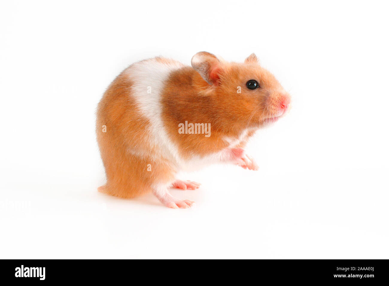 Goldhamster - Golden Hamster Stock Photo