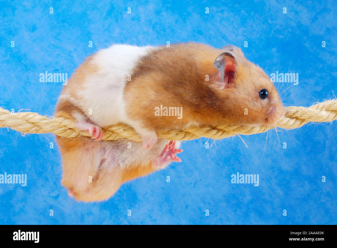 Golden Hamster climbing on rope / (Mesocricetus auratus) / Goldhamster