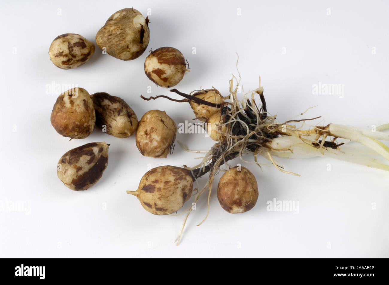 Black caraway / (Bunium bulbocastanum) / Erdkastanie / Great Pignut, Pig nut, Knollenkümmel, Doldengewaechse, Umbelliferae, Freisteller, cut out, Obje Stock Photo