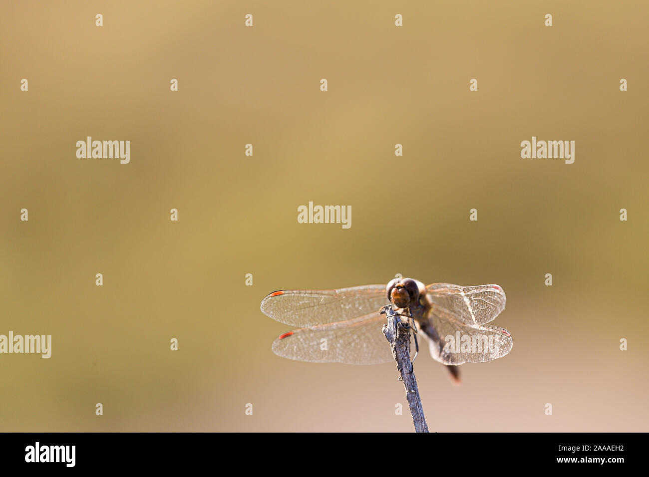 Dragonfly libellula insect flying on a stick edge isolated on a blurry