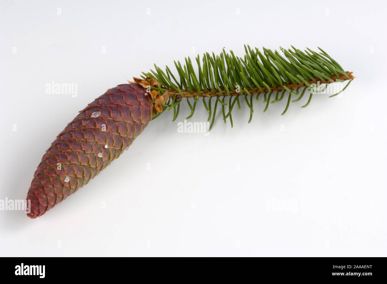 Norway Spruce, cone / (Picea abies) / cut out, Objekt | Gemeine Fichte, Zapfen / (Picea abies) / Freisteller Stock Photo