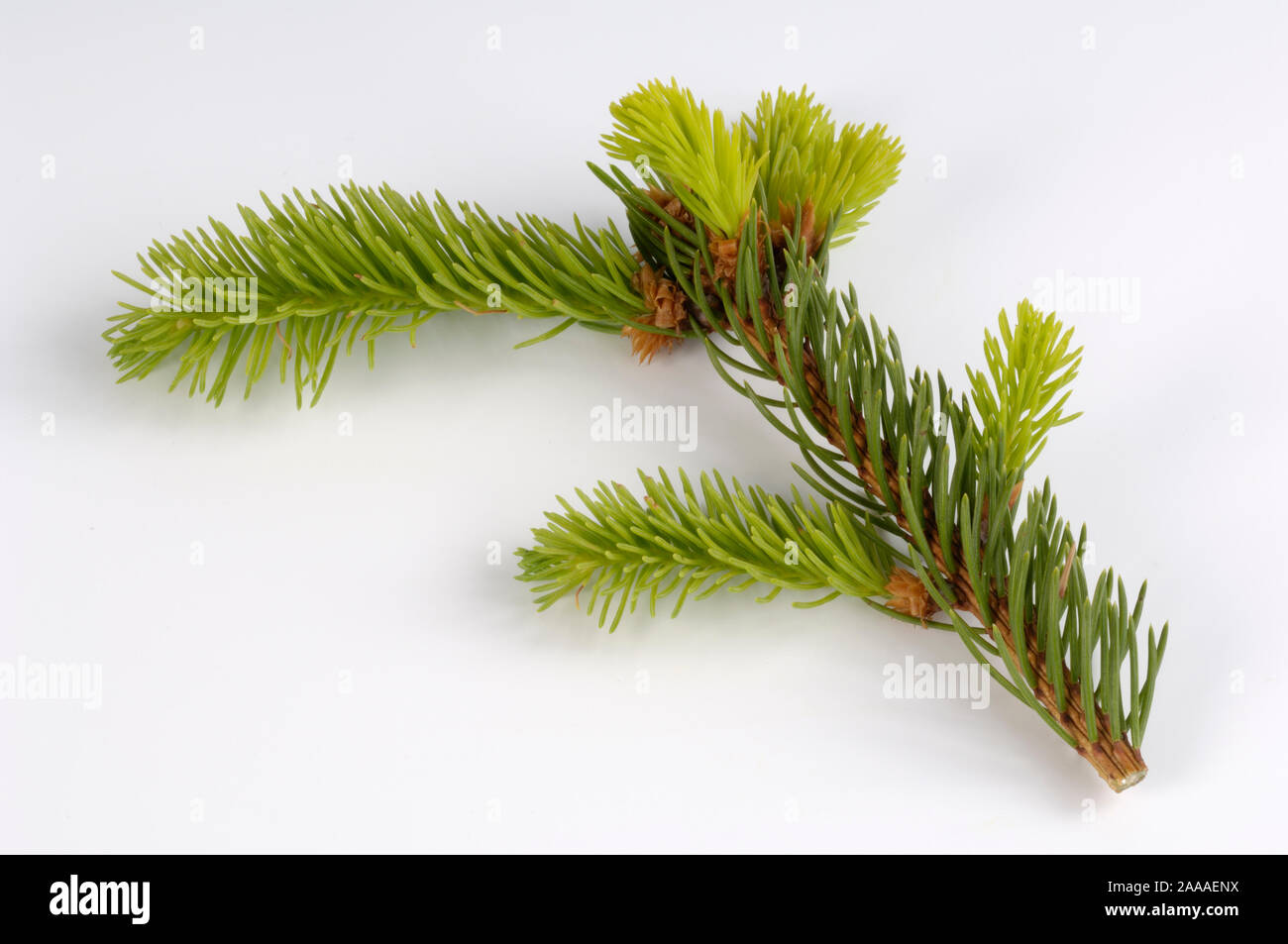 Norway Spruce, branch / (Picea abies) / cut out, Objekt | Gemeine Fichte, Zweig / (Picea abies) / Freisteller Stock Photo