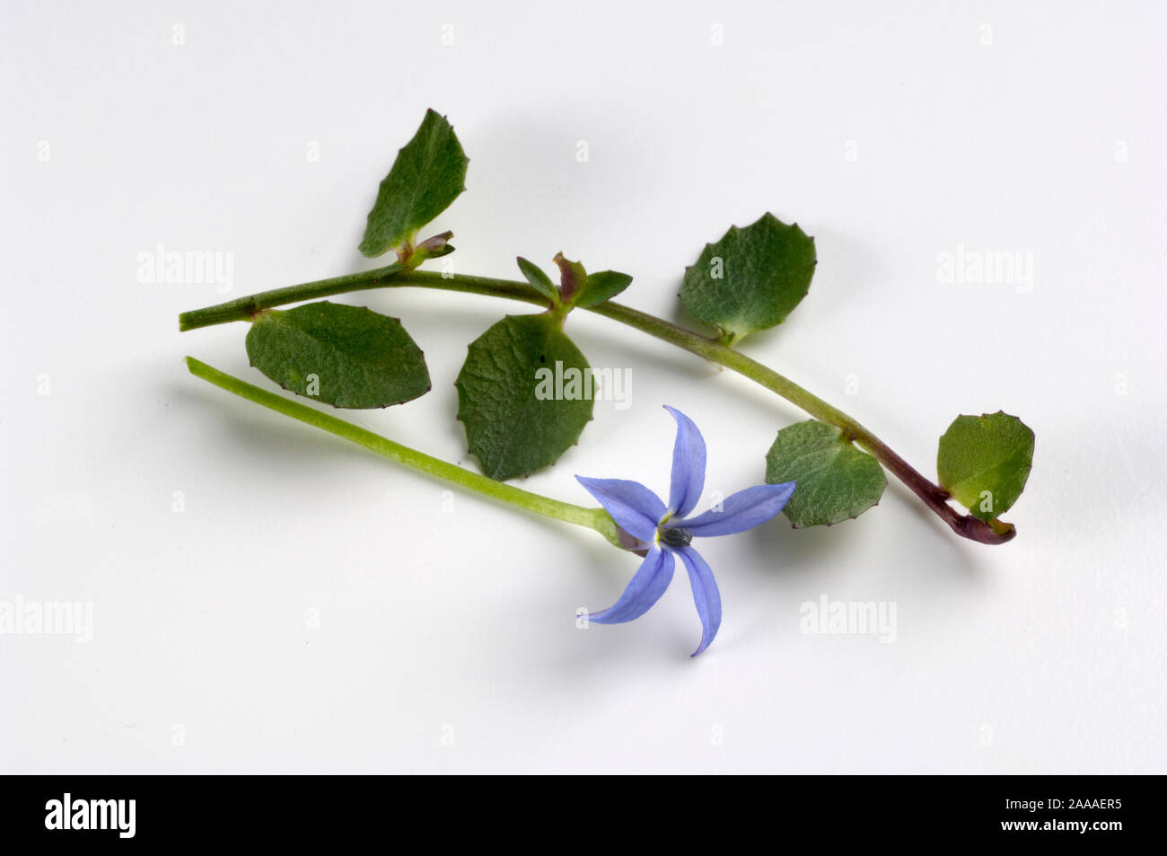 Blue Star Creeper, Swamp Isotoma / (Isotoma fluviatilis) | Gaudich / (Isotoma fluviatilis) / Stock Photo