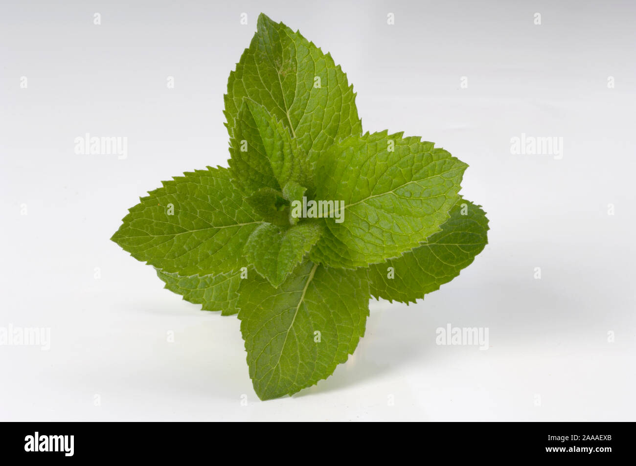 Apple Mint 'Bowles' / (Mentha x rotundifolia) ApfelMinze 'Bowles