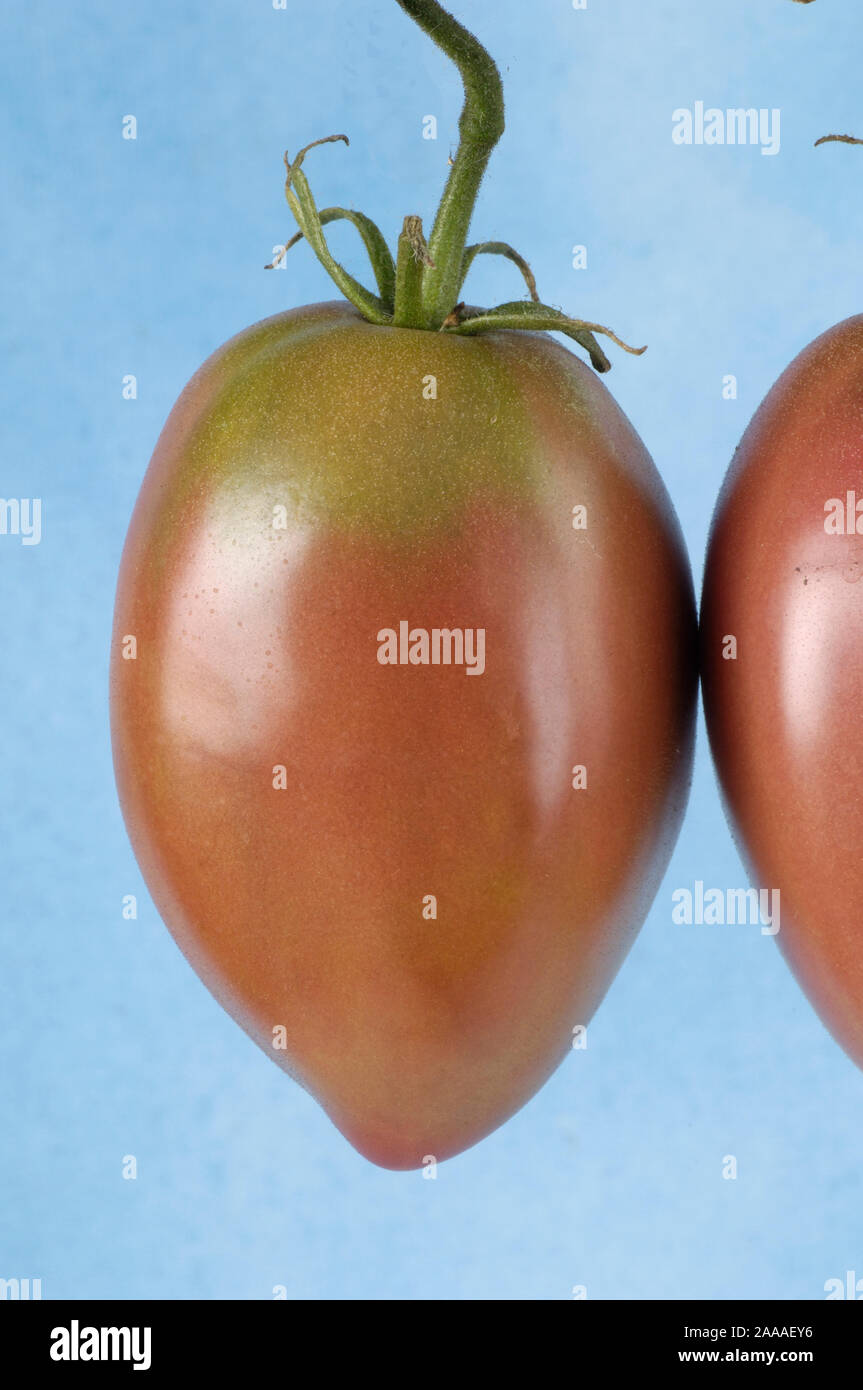 Tomato 'Violette Fleischtomate' / (Solanum lycopersicum) | Tomaten 'Violette Fleischtomate' / (Solanum lycopersicum) / Stock Photo