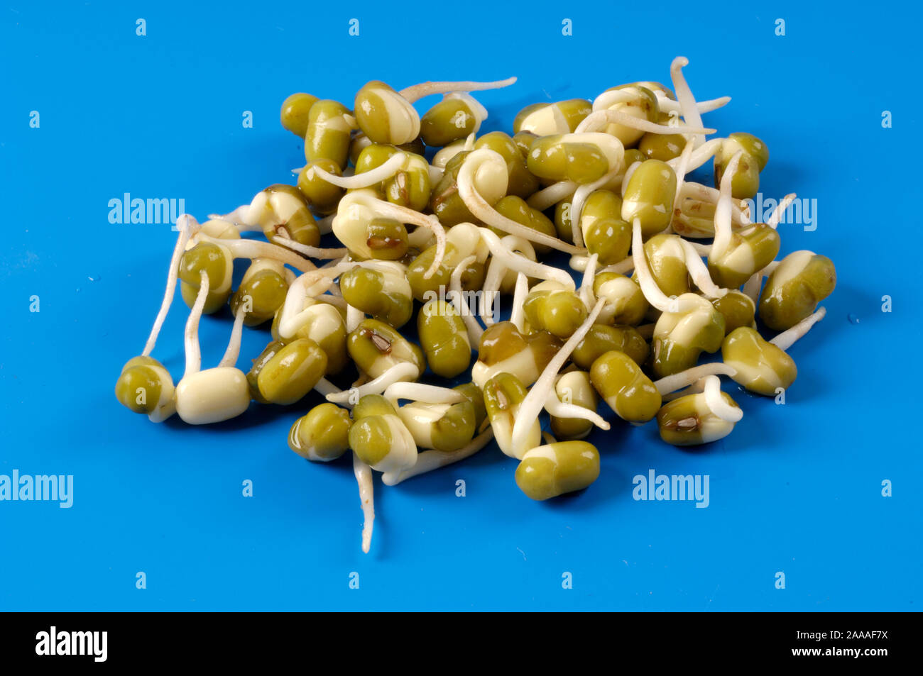 Mung bean sprouts / (Vigna radiata, Vigna mungo, Phaseolus mungo, Phaseolus radiatus) | Mungobohnen, Jerusalembohnen / Keimlinge, Sprossen Stock Photo