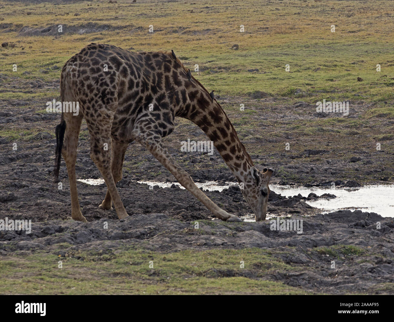 Namibian giraffe drinking Stock Photo