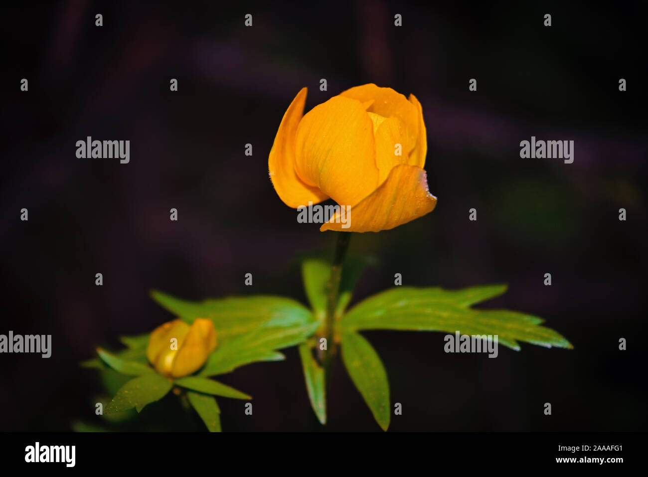 Wild yellow flowers of the European globeflower on the forest lawn close up. Stock Photo