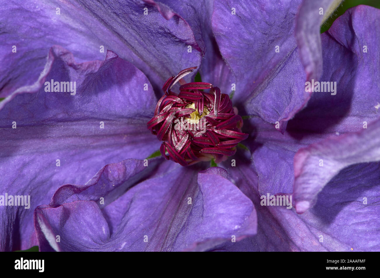 Clematis 'The President', Duncan, British Columbia, Canada Stock Photo