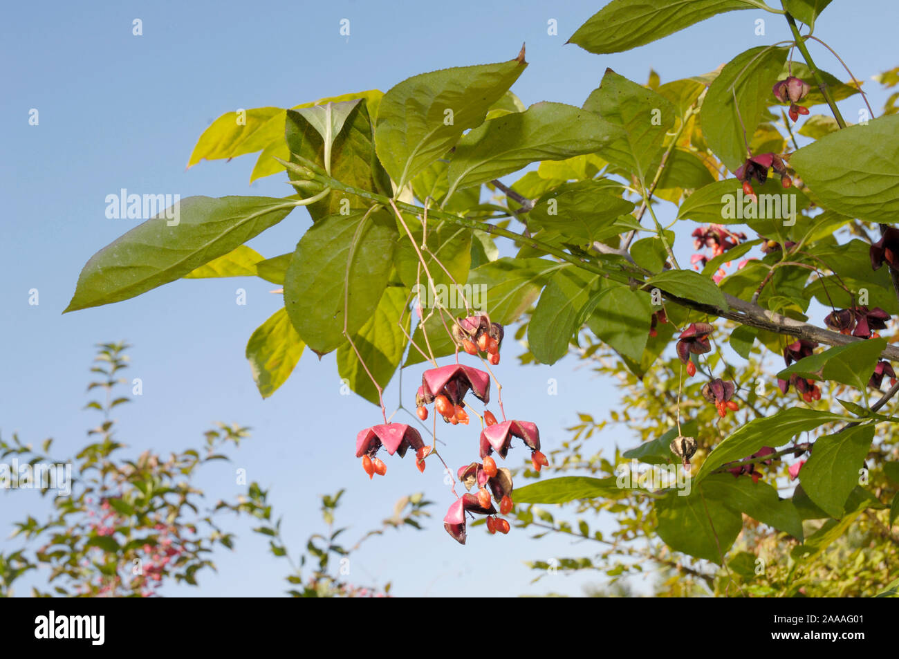 Spindle-tree, fruits / (Euonymus planipes) / Pfaffenhuetchen Großfruchtiges, Fruechte / Pfaffenhütchen, Spindelbaumgewaechse, Celastraceae Stock Photo