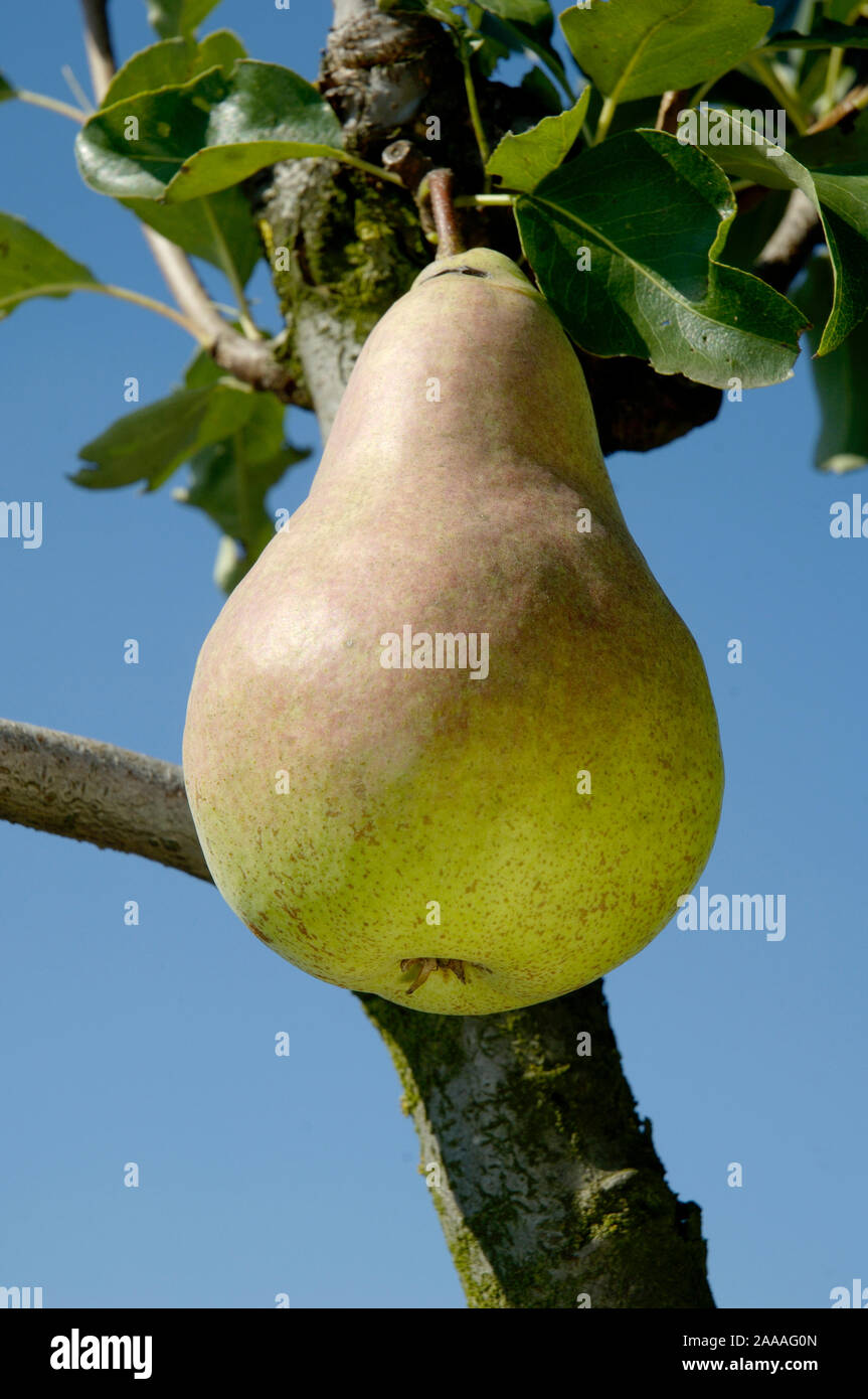 Pears on tree / (Pyrus communis) / Birnen am Baum / Rosengewaechse Stock Photo