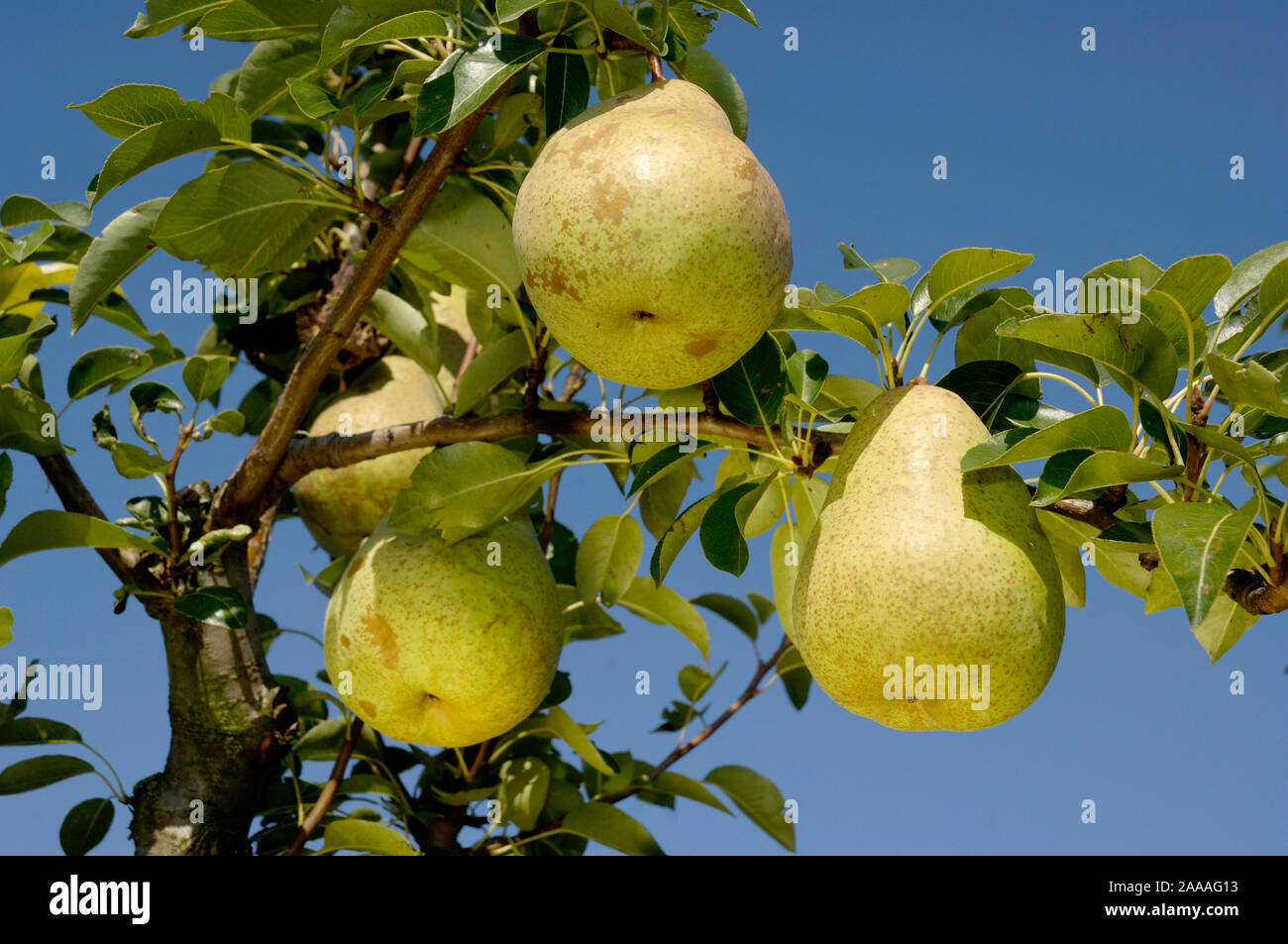 Pears on tree / (Pyrus communis) / Birnen am Baum / Rosengewaechse Stock Photo