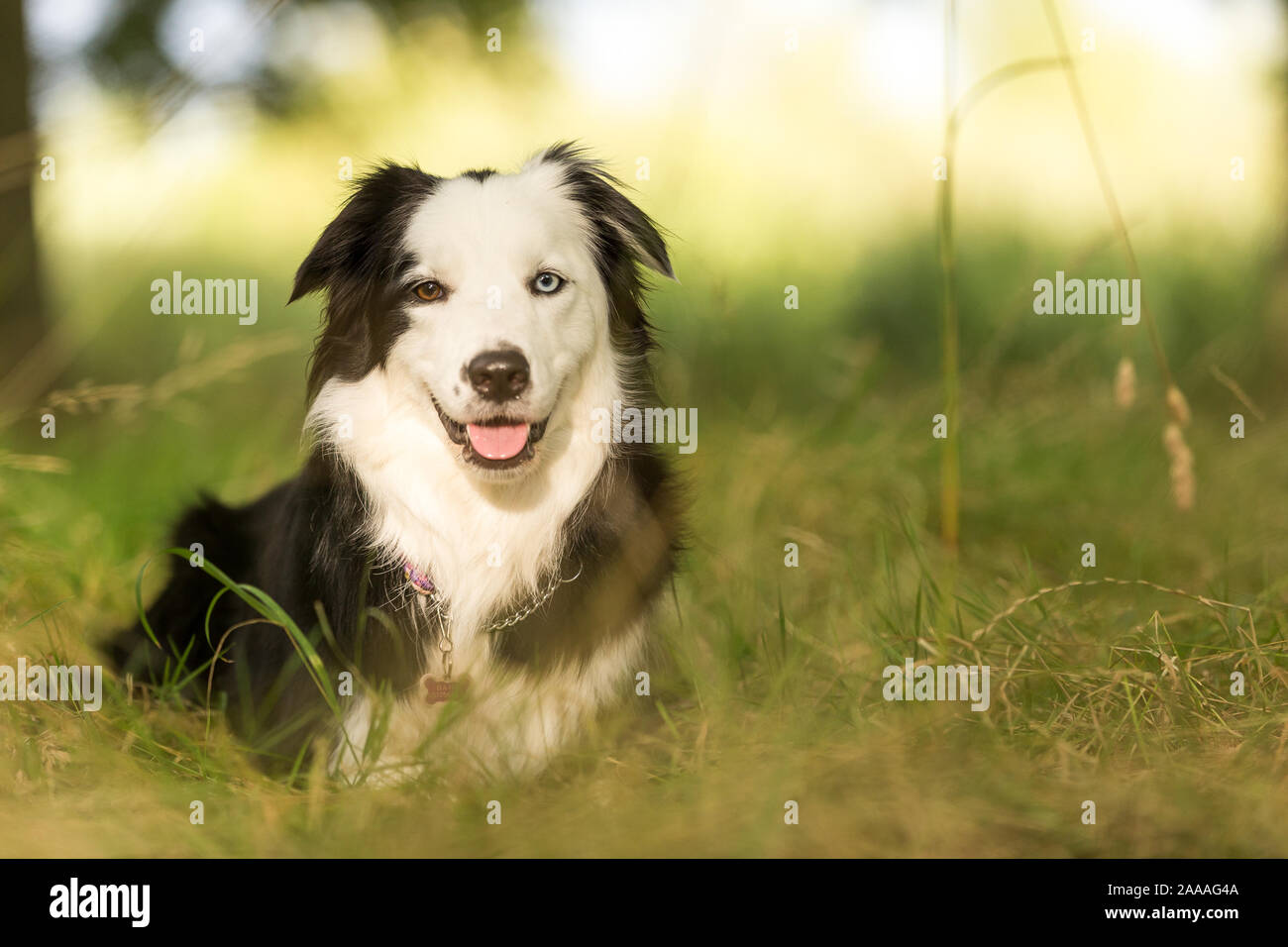 Purebred border collie dog outdoors on a sunny summer day staring in