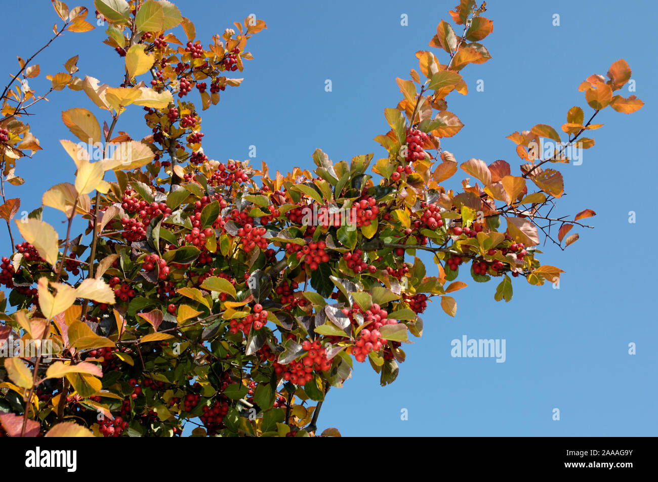 Hawthorn / (Crataegus prunifolia, Crataegus persimilis) /  Pflaumendorn, Pflaumenblaettriger Weissdorn / Stock Photo