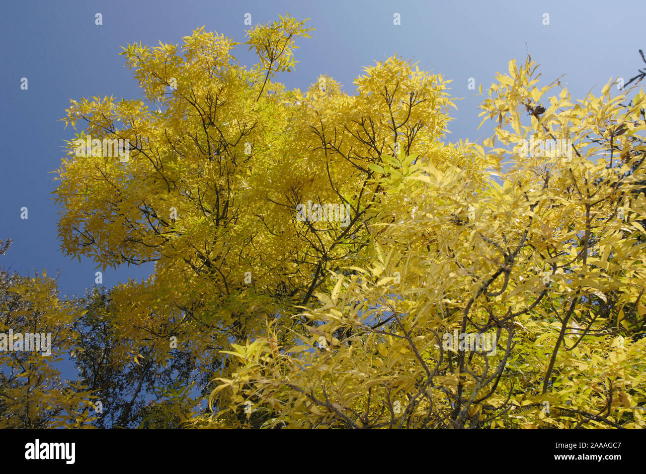 American ash-tree / (Fraxinus americana) / Amerikanische Esche ...