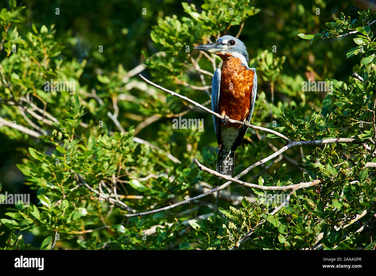 Ringed Kingfisher (Ceryle torquatus), Araras Ecolodge,  Mato Grosso, Brazil Stock Photo