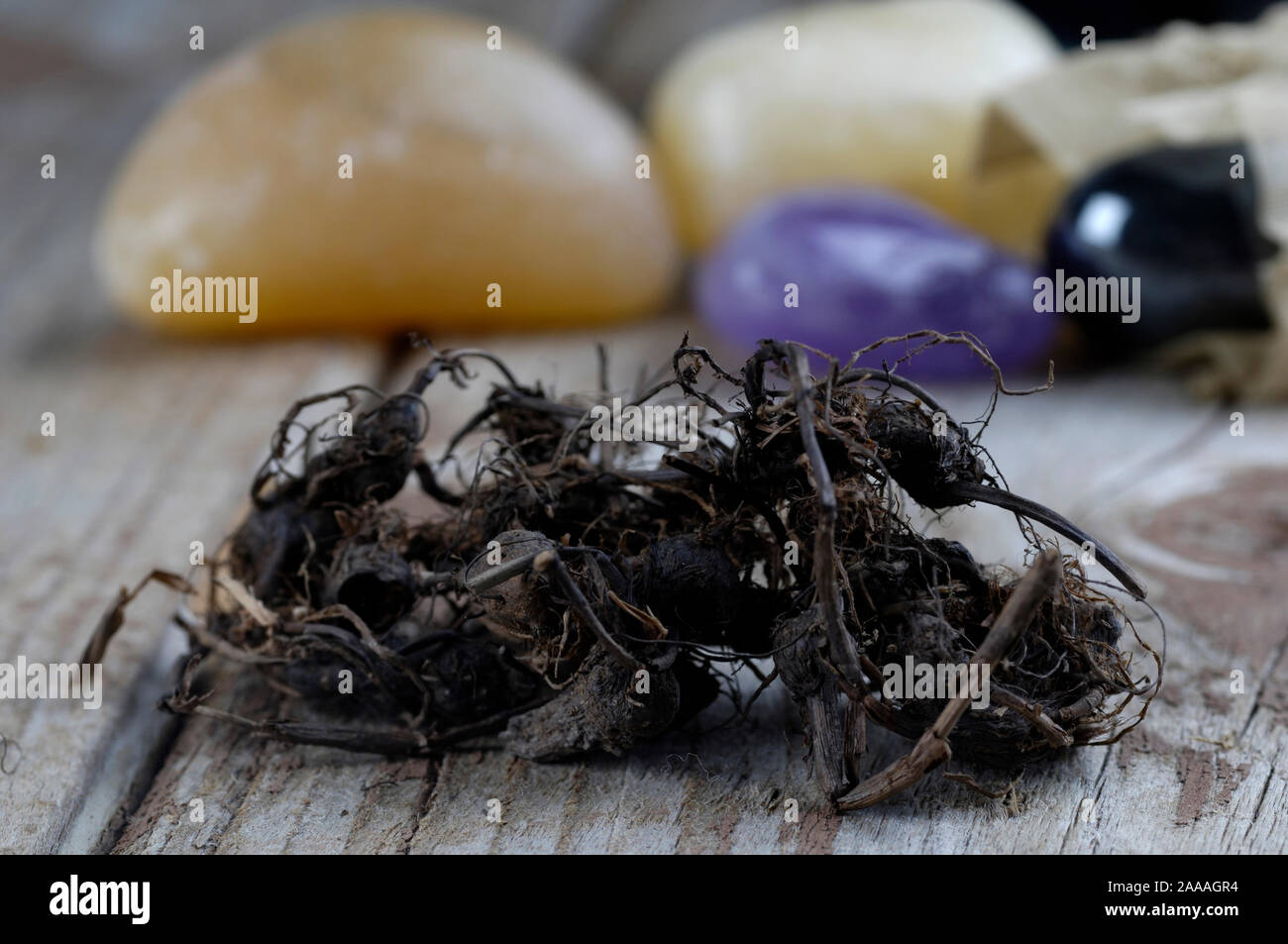 Musta roots / (Cyperus rotundus) / Nagarmustaka Wurzeln /  Ayuverdische Hoelzer, Reucherhoelzer, Ayurveda, Räucherhölzer, innen, Studio, indoor,  Nutg Stock Photo