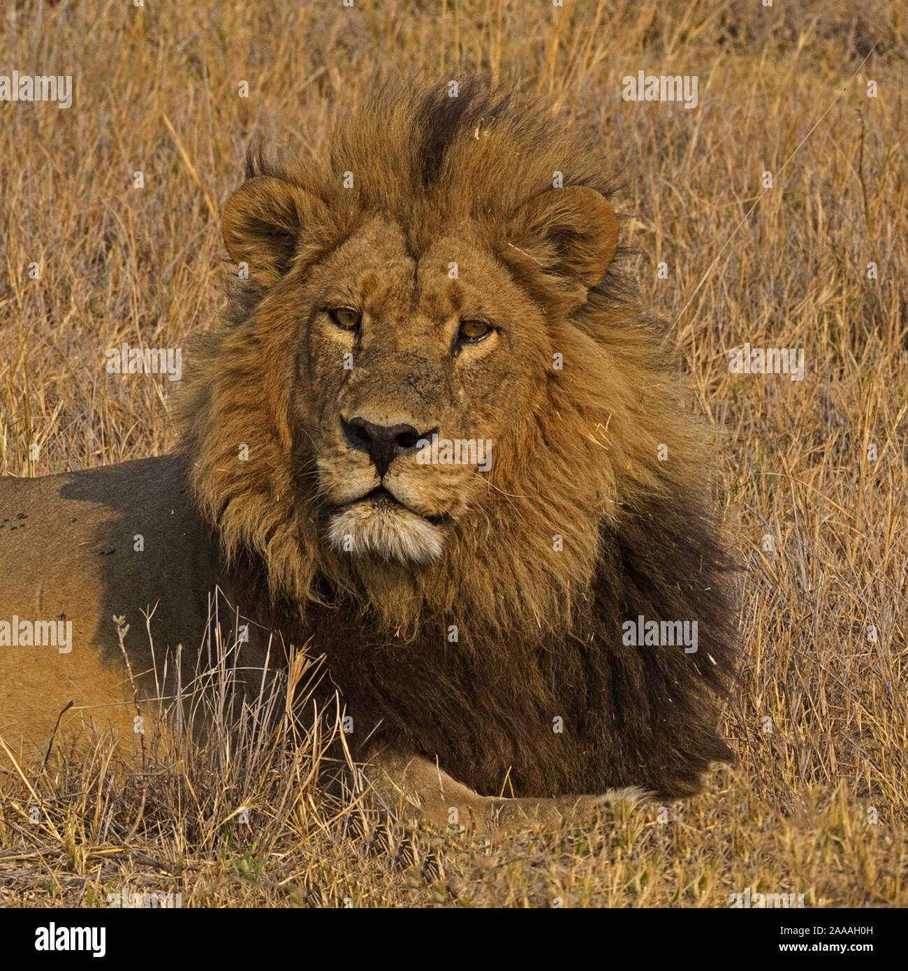 Botswana close up of lion hi-res stock photography and images - Alamy