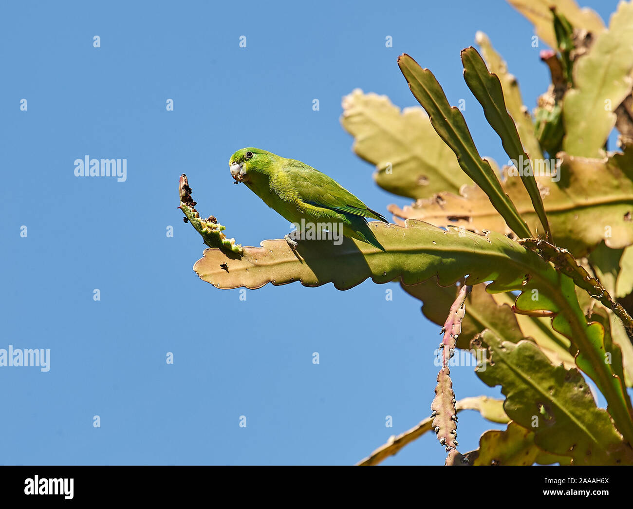 Dusky-billed Parrotlet (Forpus sclateri) eating cactus fruits, Mangueiras Ranch,  Bairro da Ponte Nova, Sao Paulo, Brazil Stock Photo