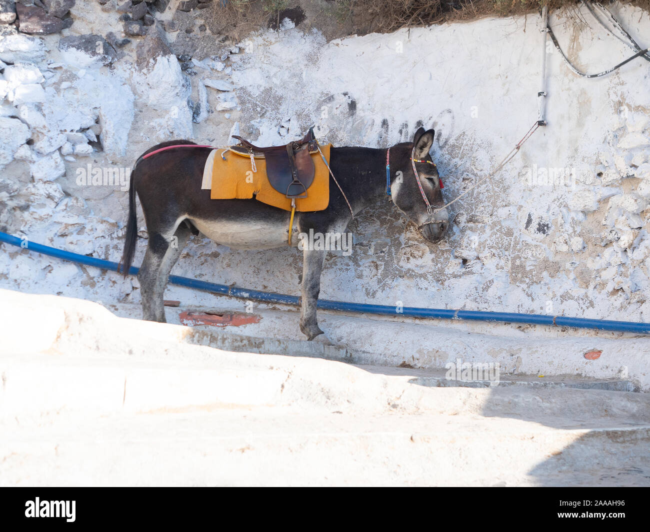 Donkey with a gold saddle blanket and halter on the steps leading from