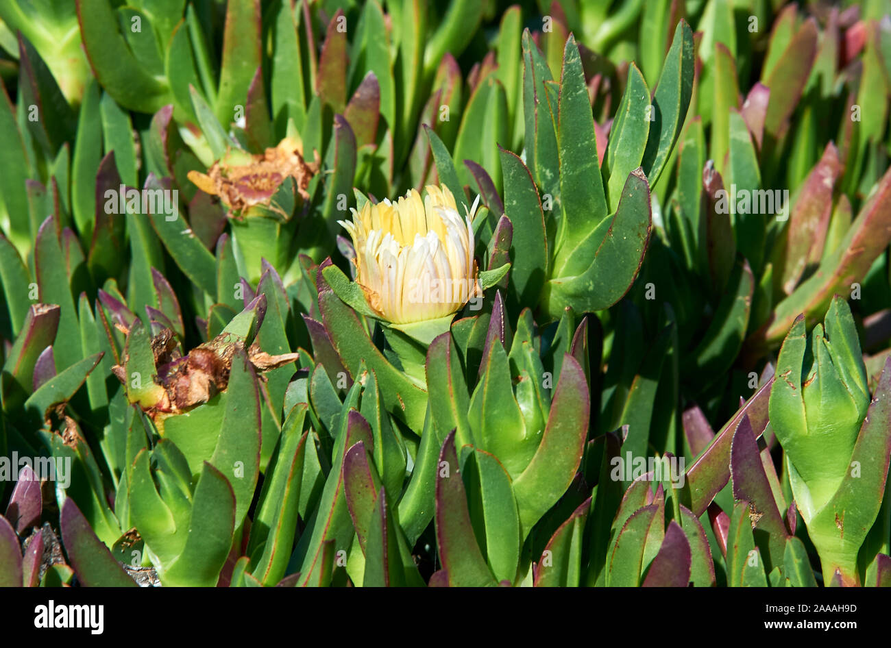 California invasive species hi-res stock photography and images - Alamy