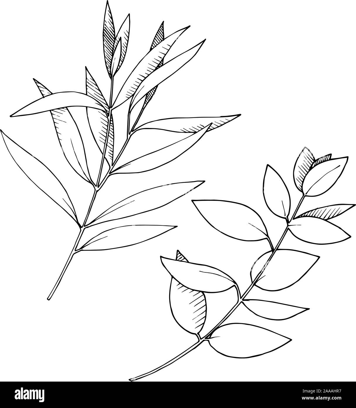 Vector Eucalyptus leaves branch. Black and white engraved ink art