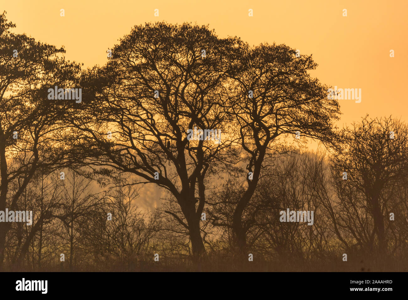 Trees silhouetted at sunset in winter Stock Photo