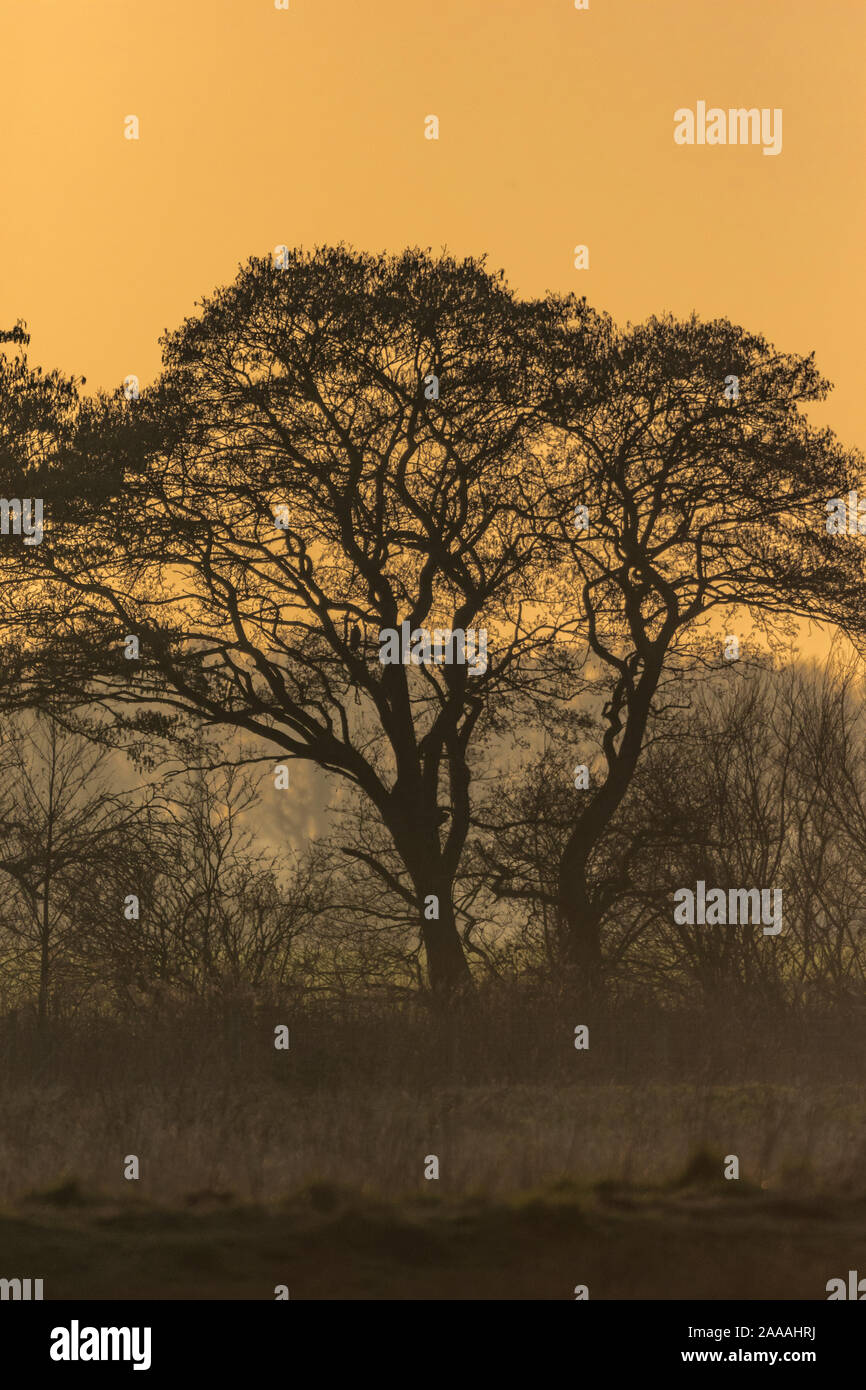 Trees silhouetted at sunset in winter Stock Photo