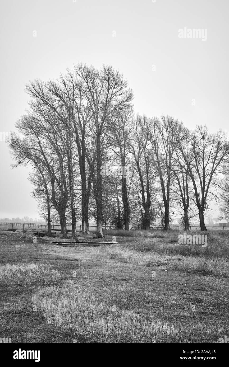 Black and white picture of a rural landscape in foggy day, Wyoming, USA. Stock Photo