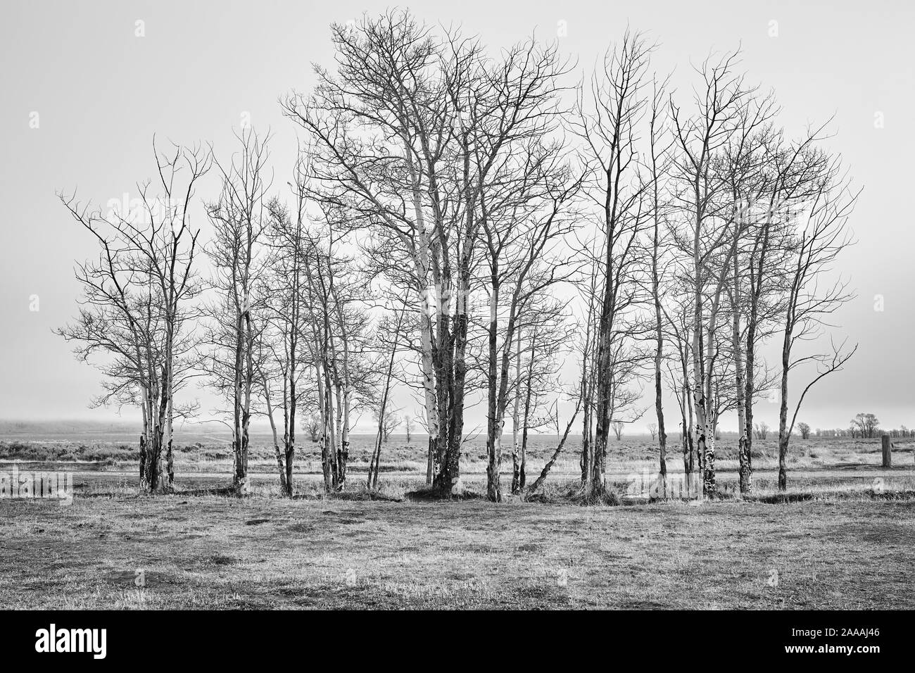 Black and white picture of a rural landscape in foggy day, Wyoming, USA. Stock Photo