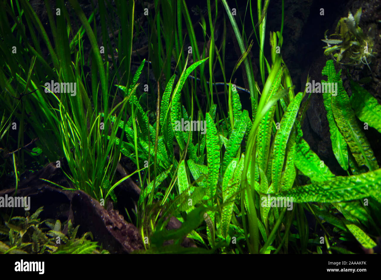 underwater view of green plants Stock Photo - Alamy