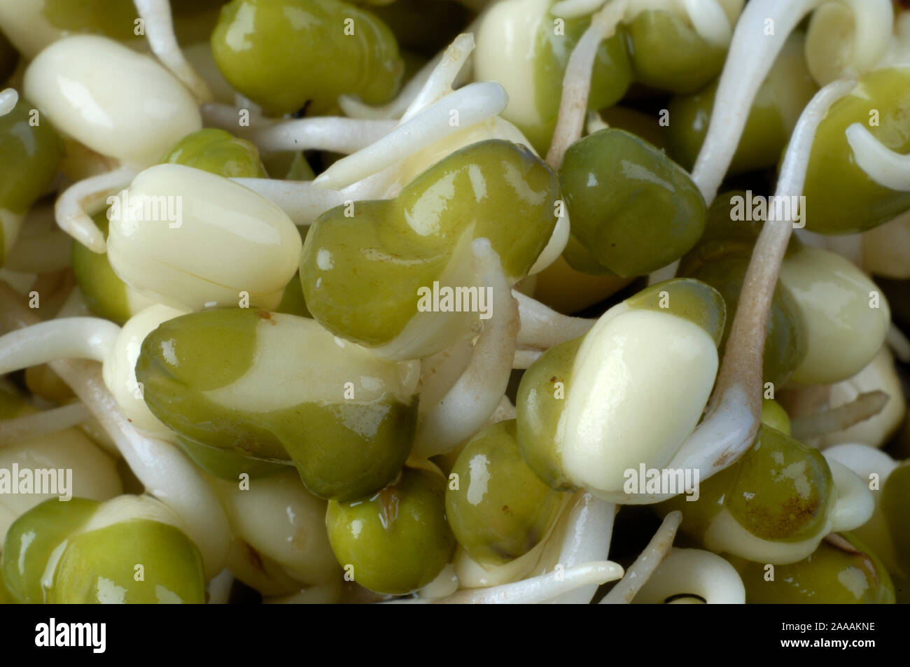Mung bean sprouts / (Vigna radiata, Vigna mungo, Phaseolus mungo, Phaseolus radiatus) | Mungobohnen, Jerusalembohnen / Keimlinge, Sprossen Stock Photo