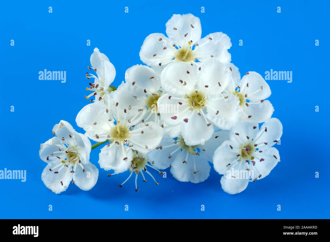 Hawthorn blossom / (Crataegus monogyna) | Eingriffeliger Weissdorn, Bluete / Klostermedizin, Homoeopathie, Herzmedizin, Naturheilkunde, Herzmittel Stock Photo