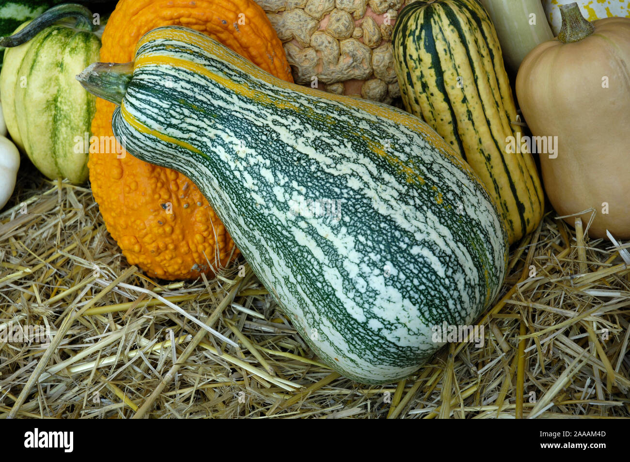 Pumpkins 'Cushaw green striped' / (Cucurbita pepo) / Speisekuerbisse 'Cushaw green striped', Zierkuerbisse / Zierkürbis, Gartenkürbis, Kuerbisgewaechs Stock Photo