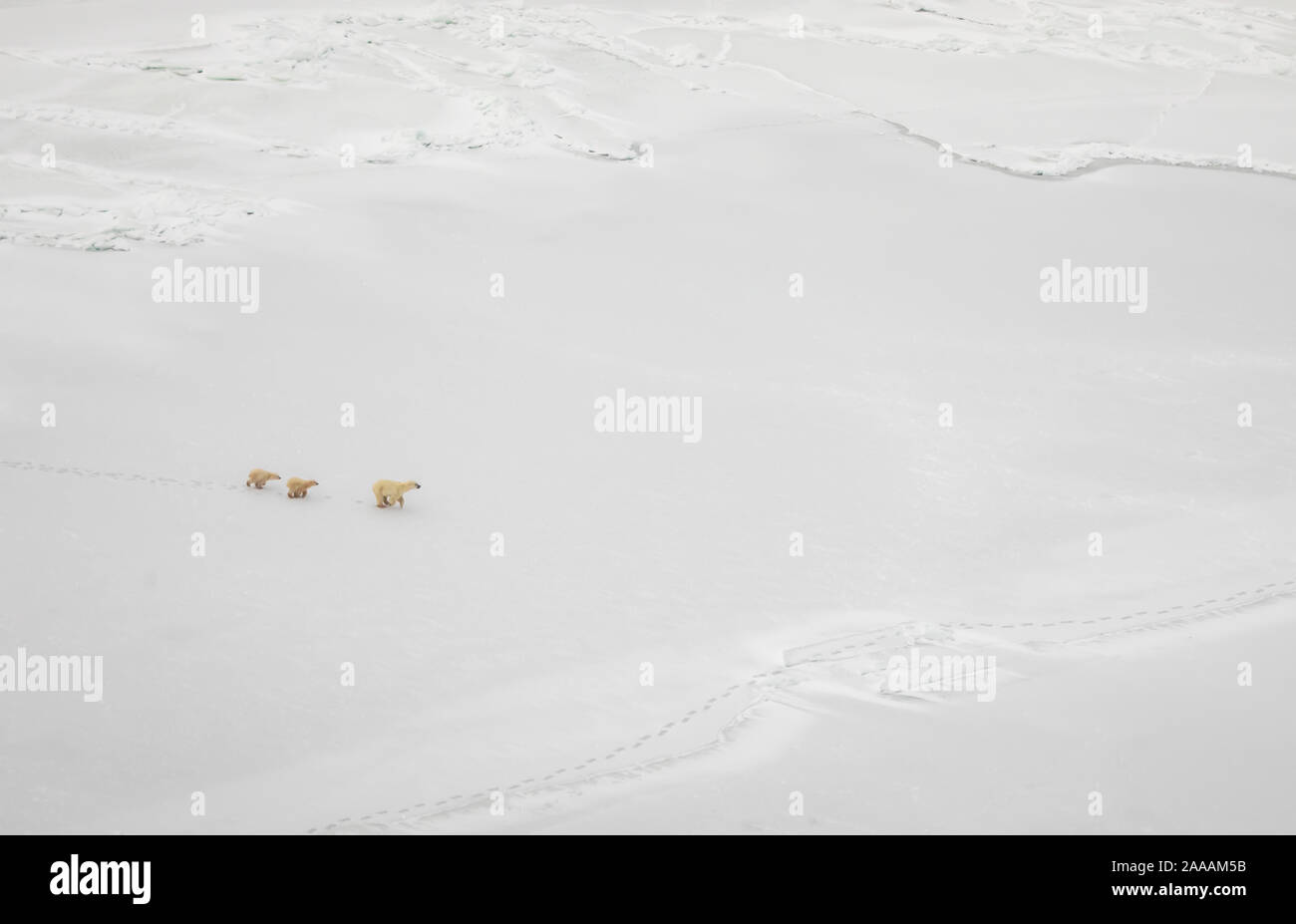 Aerial view of frozen Hudson Bay with polar bear sow and cubs running  in winter. Stock Photo