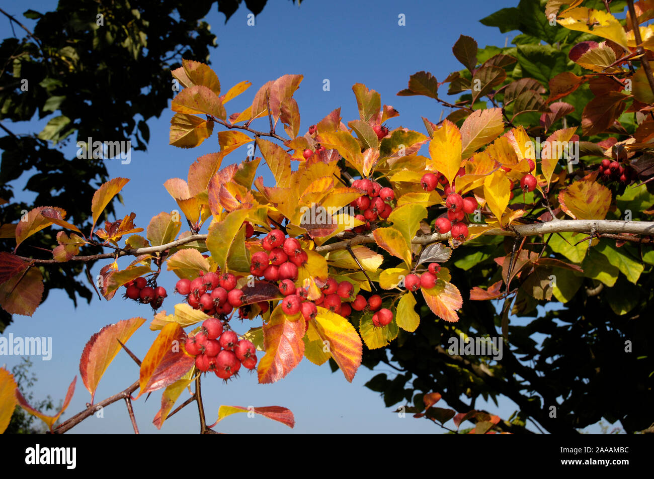 Hawthorn / (Crataegus prunifolia, Crataegus persimilis) /  Pflaumendorn, Pflaumenblaettriger Weissdorn / Stock Photo