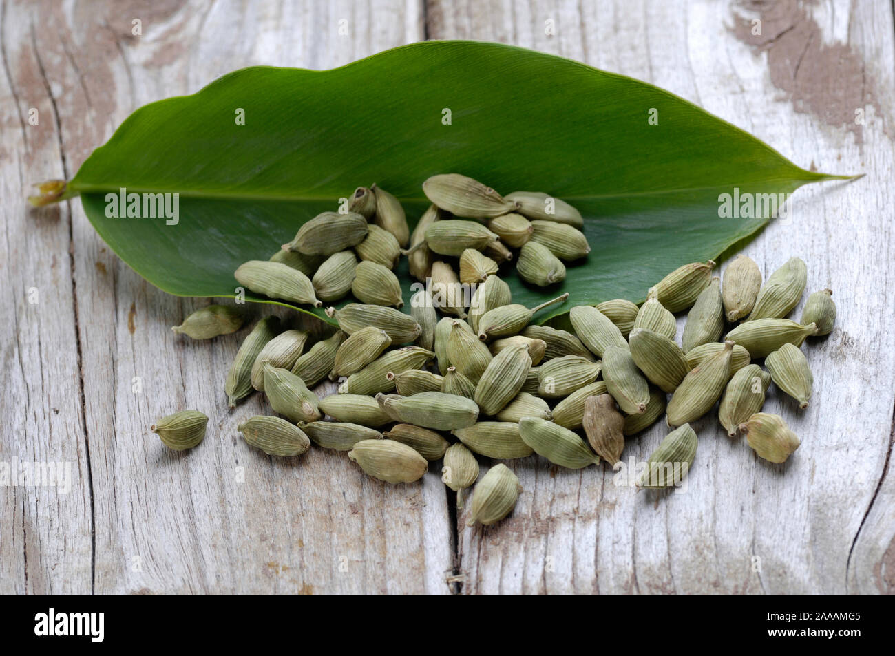 Cardamom / (Elettaria cardamomum ) / Kardamon / innen, Studio, indoor Stock Photo