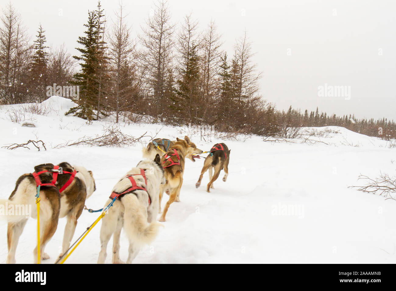 Team manitoba hires stock photography and images Alamy