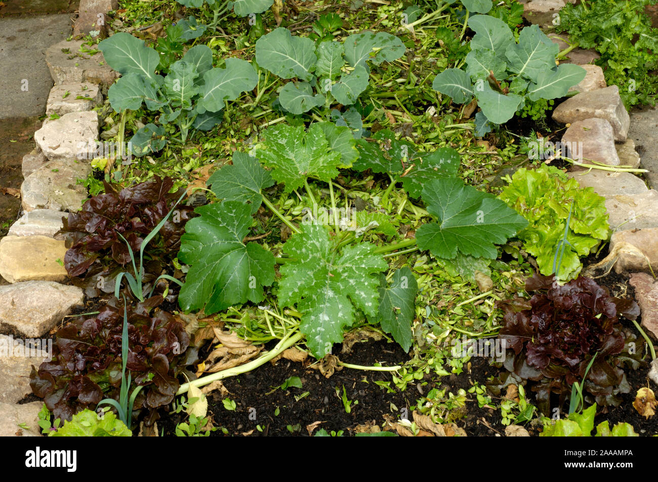 Bed of vegetables mulch | Gemuesebeet mit Salat und Kohl, gemulcht  / Stock Photo