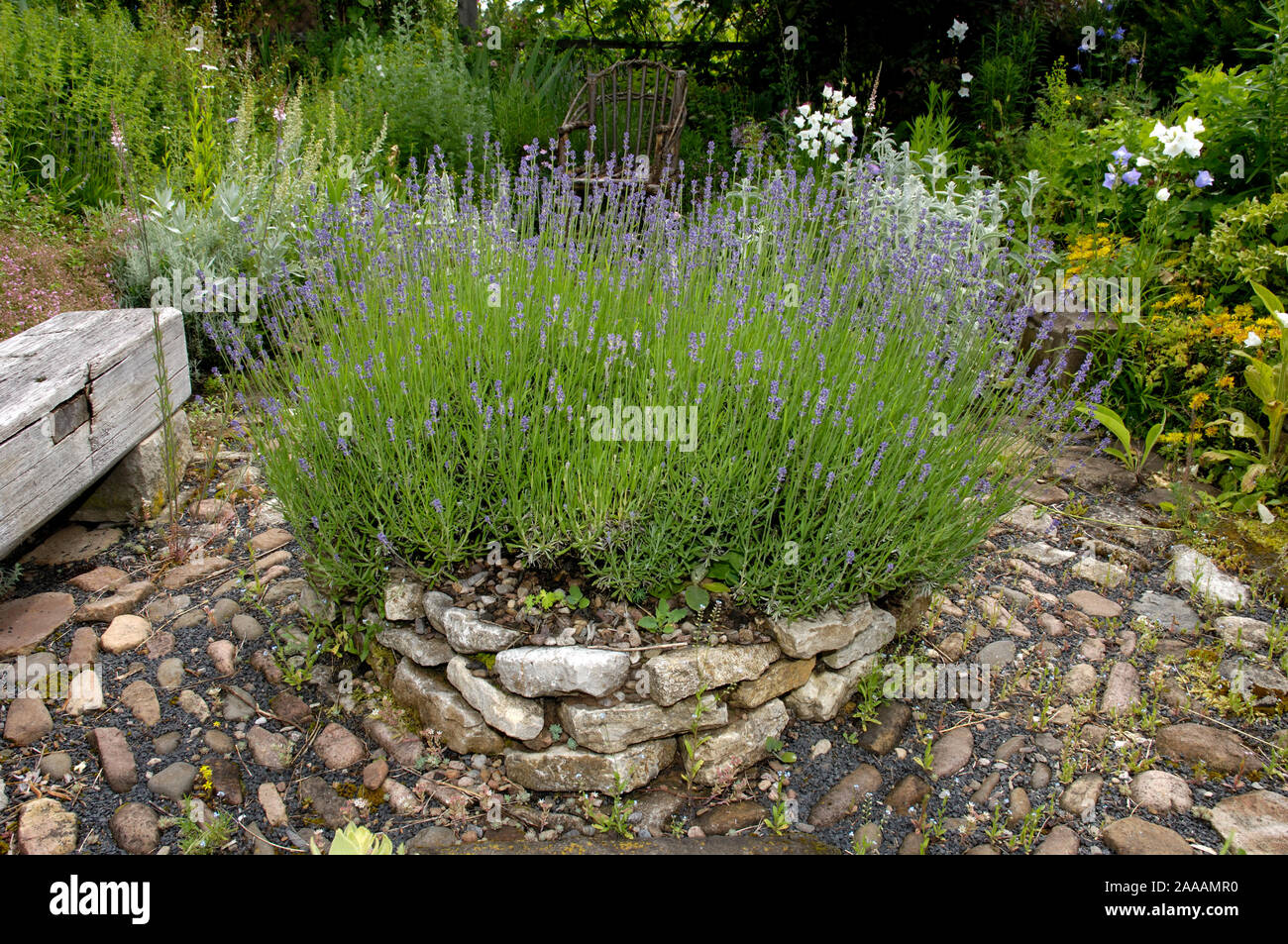 Path in herb garden with lavender / (Lavandula angustifolia) | Gartenweg in Kraeutergarten mit Lavendel / (Lavandula angustifolia) Stock Photo