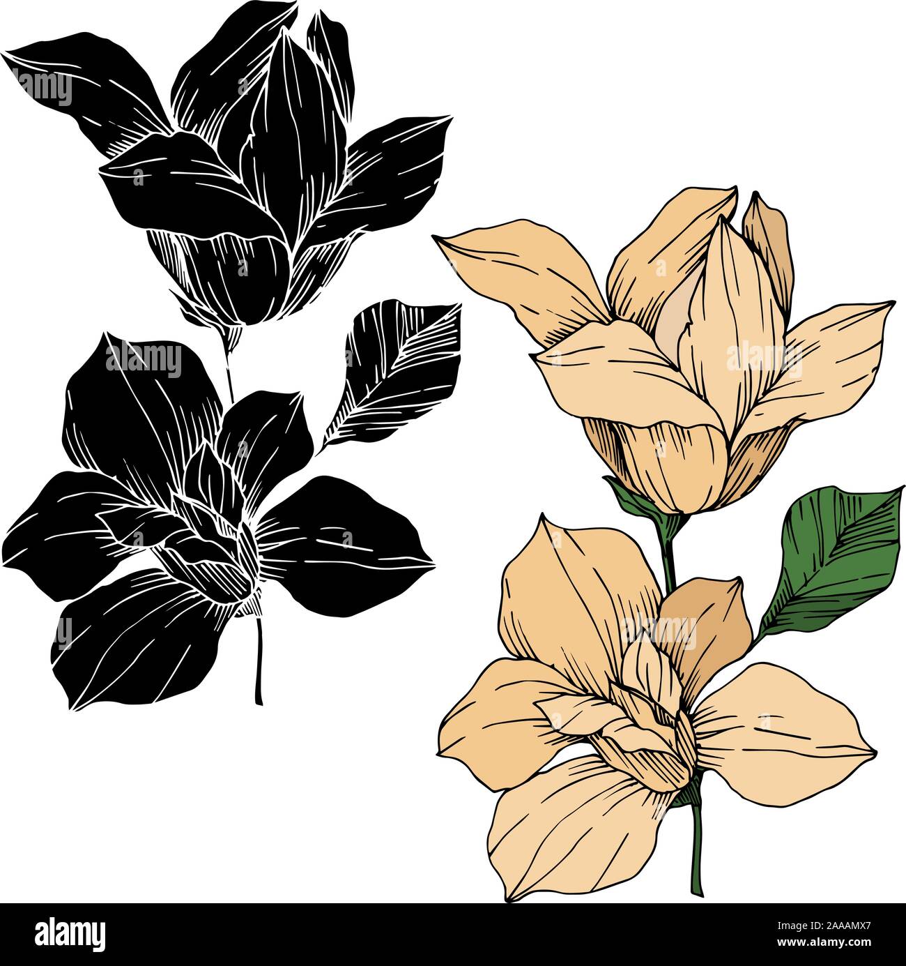 Vector Magnolia floral botanical flowers. Black and white engraved ink ...