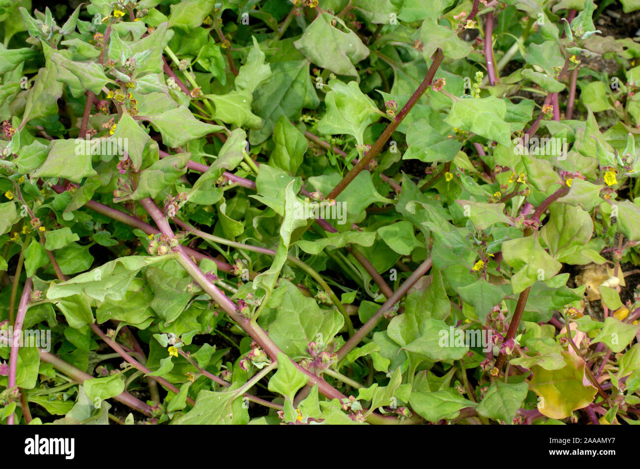New Zealand spinach / (Tetragonia tetragonioides) | Neuseelaender Spinat / (Tetragonia tetragonioides) / Neuseeländer Spinat Stock Photo