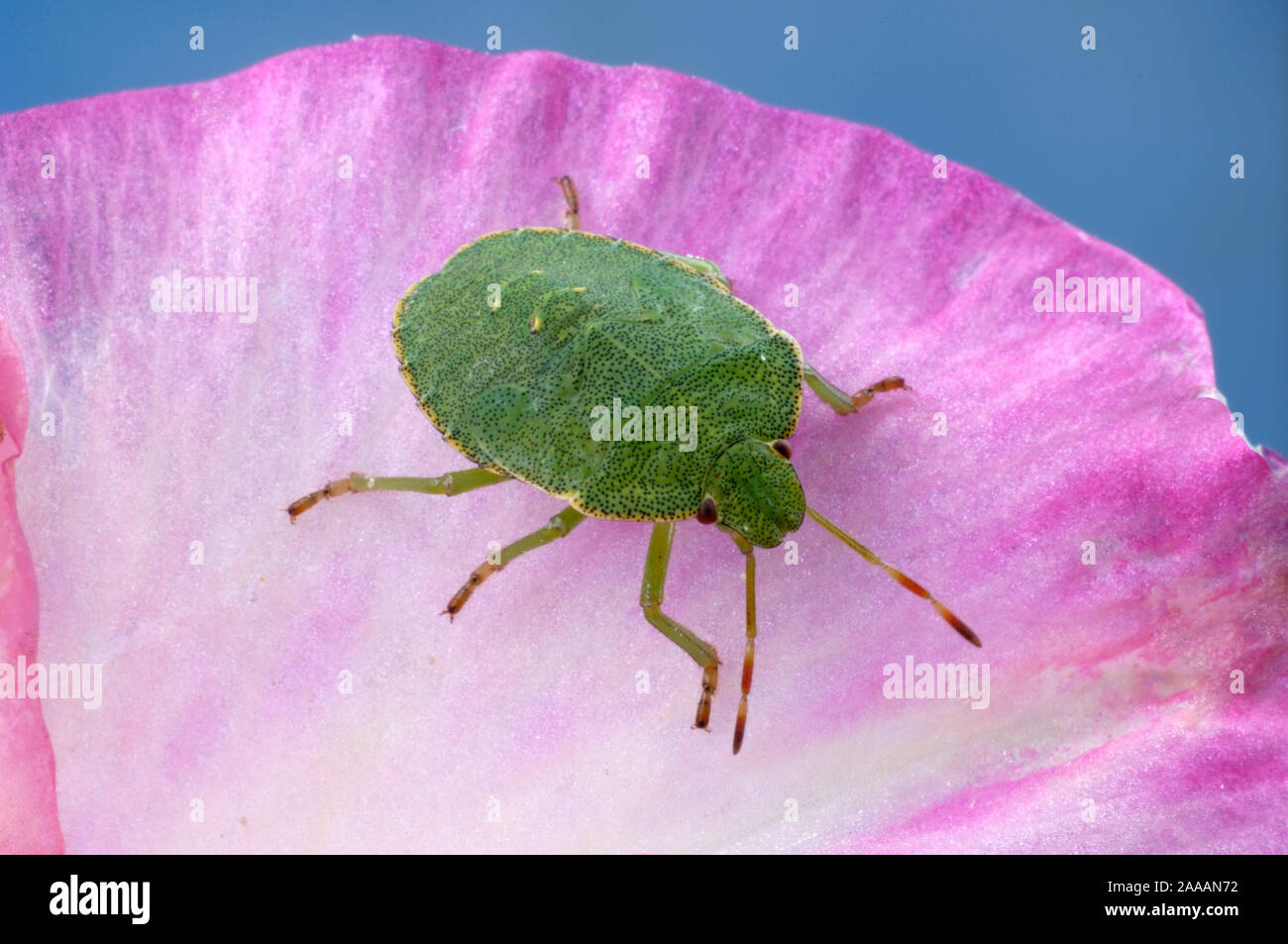 Common Green Shield Bug / (Palomena prasina) | Gruene Schildwanze / (Palomena prasina) / Grüne Schildwanze Stock Photo