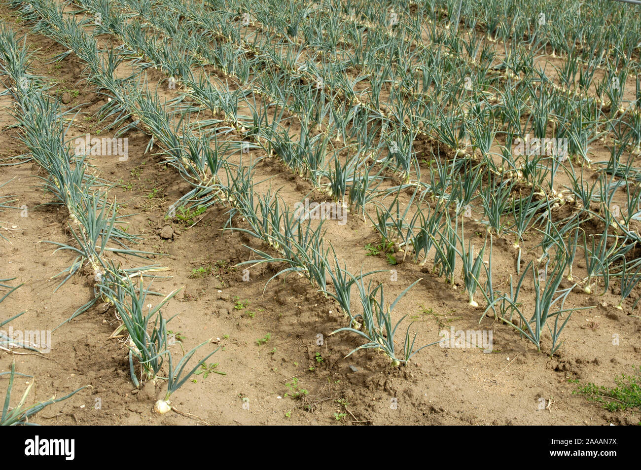 Onions / (Allium cepa) Zwiebeln / (Allium cepa Stock Photo Alamy