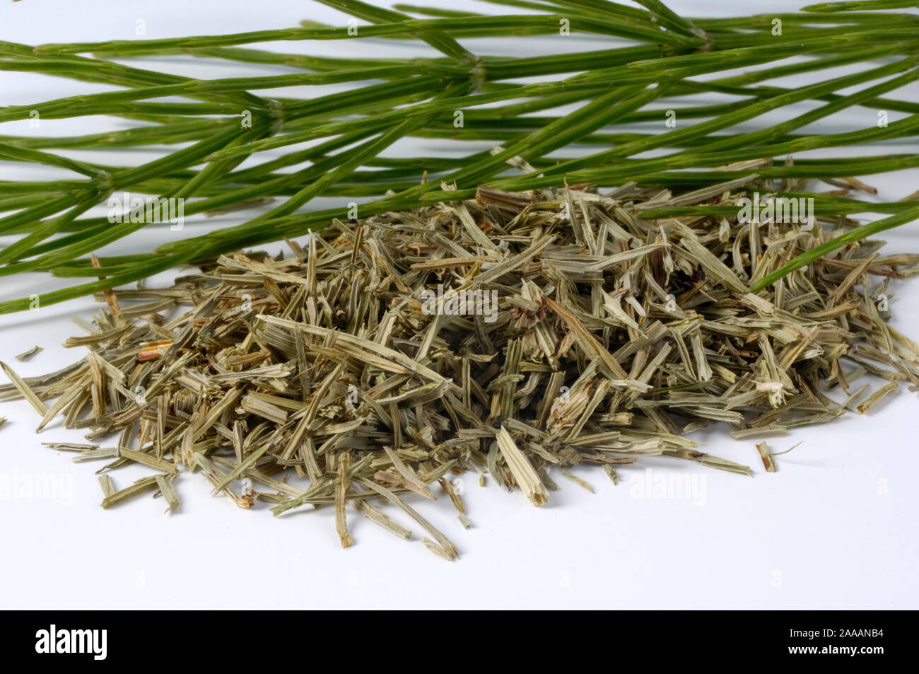 Common Horsetail dried and fresh leaves, homeopathy, medical herbs, medical plants / (Equisetum arvense) | Schachtelhalm getrocknete und frische Blaet Stock Photo