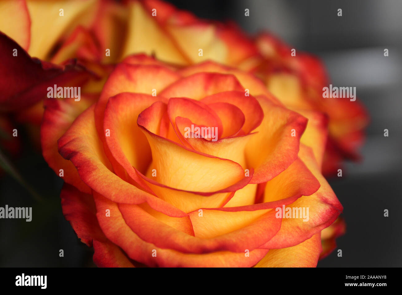 Close up of multi colored Circus Roses, yellow with red and orange tips
