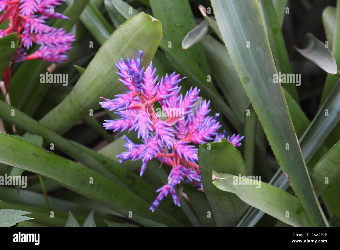 Close up of a Aechmea, Blue Tango Bromeliad flower with green leaves Stock Photo