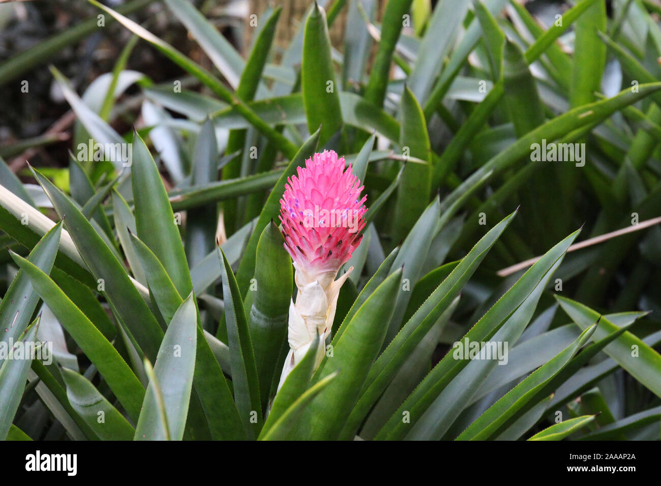 Close up of a pink flowering Quesnelia plant, a Bromeliad native to Brazil Stock Photo