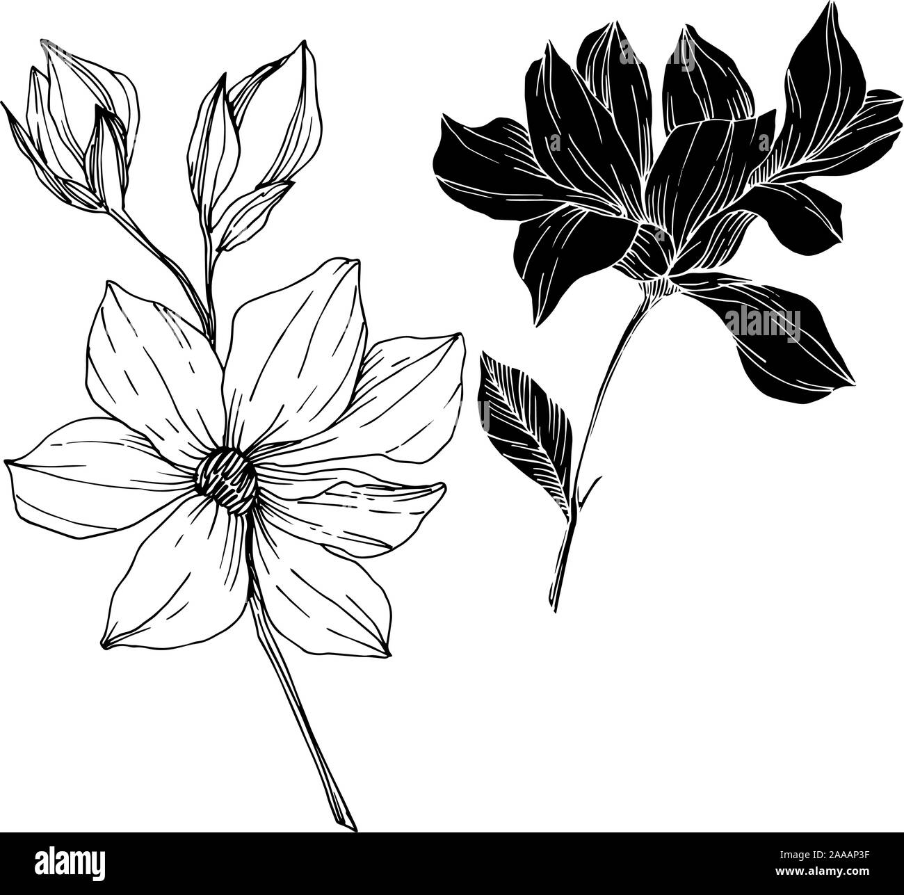 Vector Magnolia floral botanical flowers. Black and white engraved ink ...